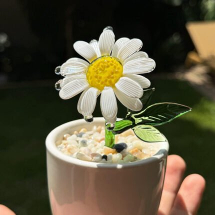 White Daisy