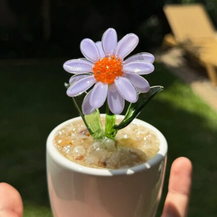 Aster