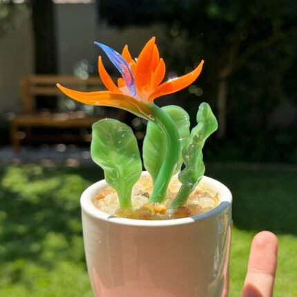 Strelitzia